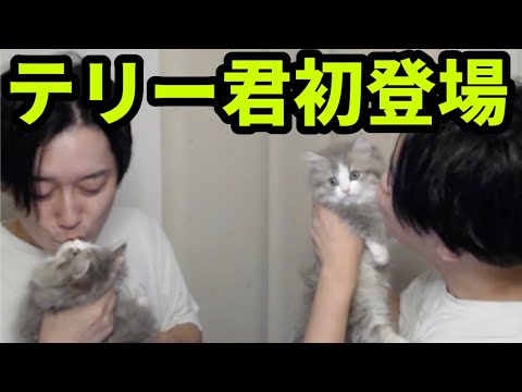 布団ちゃん、猫を飼う。(テリー君)　2025/10/20 サムネイル