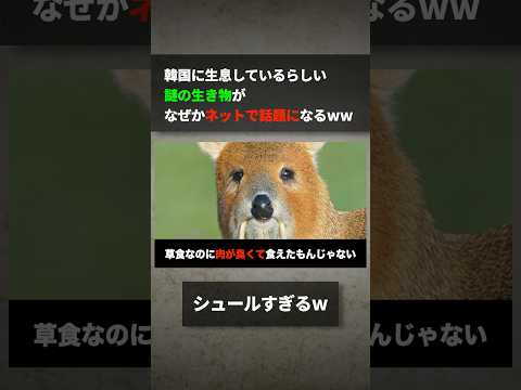 韓国に生息しているらしい謎の生き物が何故かネットで話題になるwww サムネイル