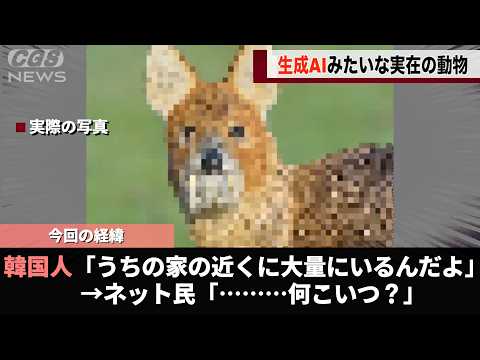 韓国に生息しているらしい謎の生き物、なぜかネットで話題になるwwww サムネイル
