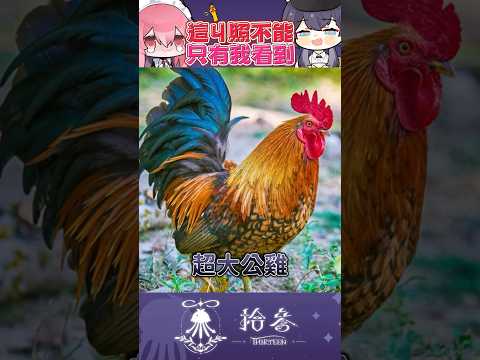 公雞自己養不用分享給我🙅  #shortsvideo   #shorts  #TT013Shorts #台灣vtuber サムネイル