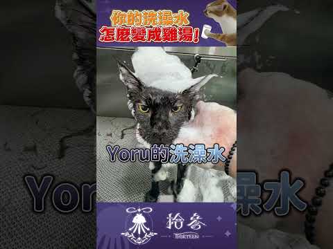 冬天進補神品：貓湯！熱烈沒販售中🐈‍⬛ #shortsvideo   #shorts  #TT013Shorts #台灣vtuber サムネイル