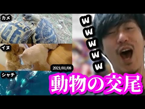 【過去切り抜き】いろいろな生き物の●尾に興味津々な布団ちゃん　2021/1/8 サムネイル